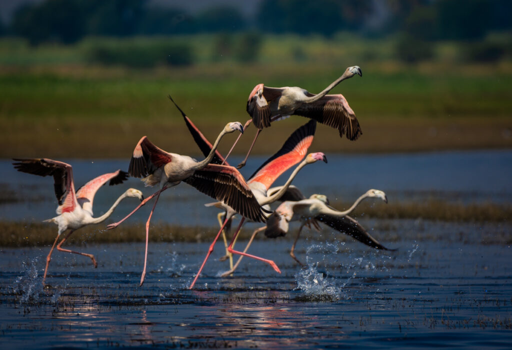 Bhigwan – The Flamboyance Of Flamingos