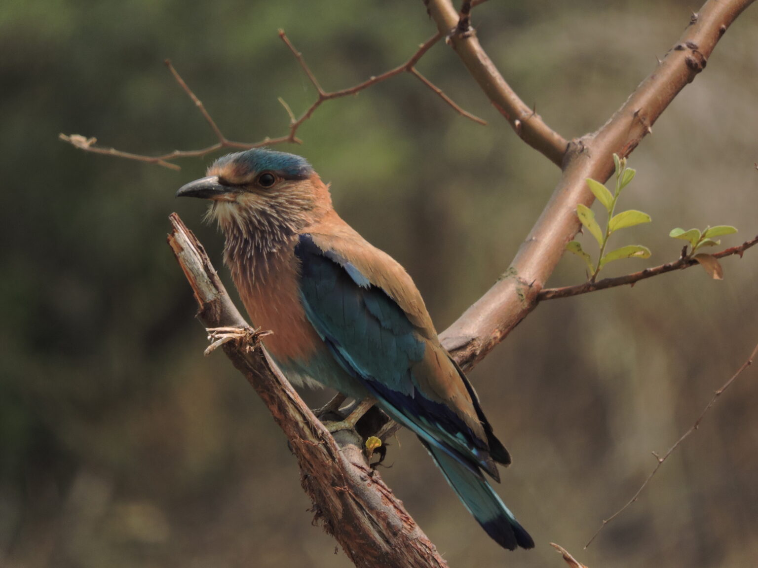 Tadoba National Park