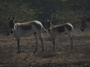 Wild Ass Sanctuary, Little Rann of Kutch