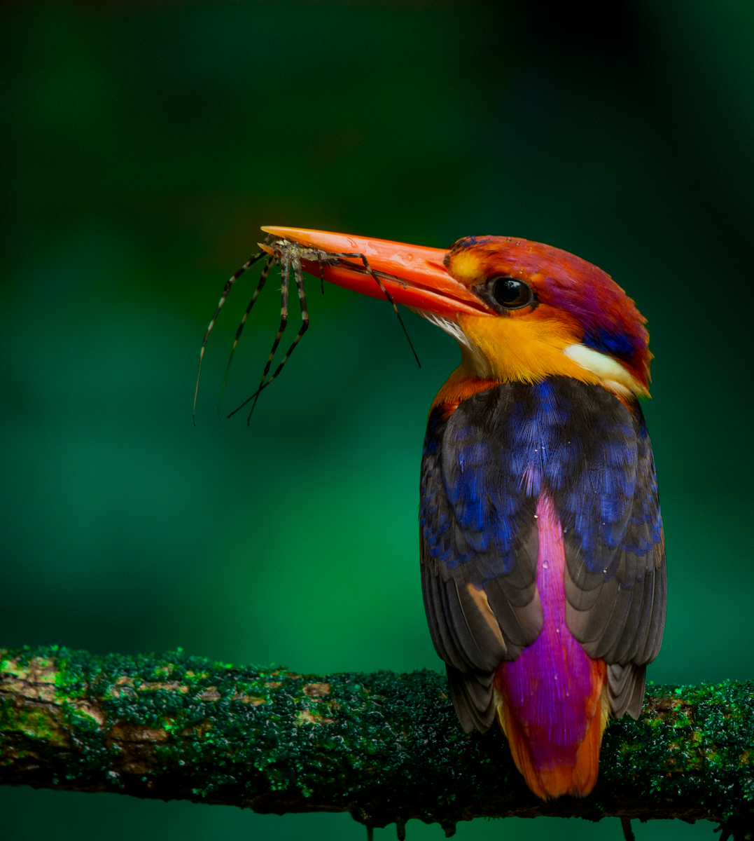 Kingfishers Of India