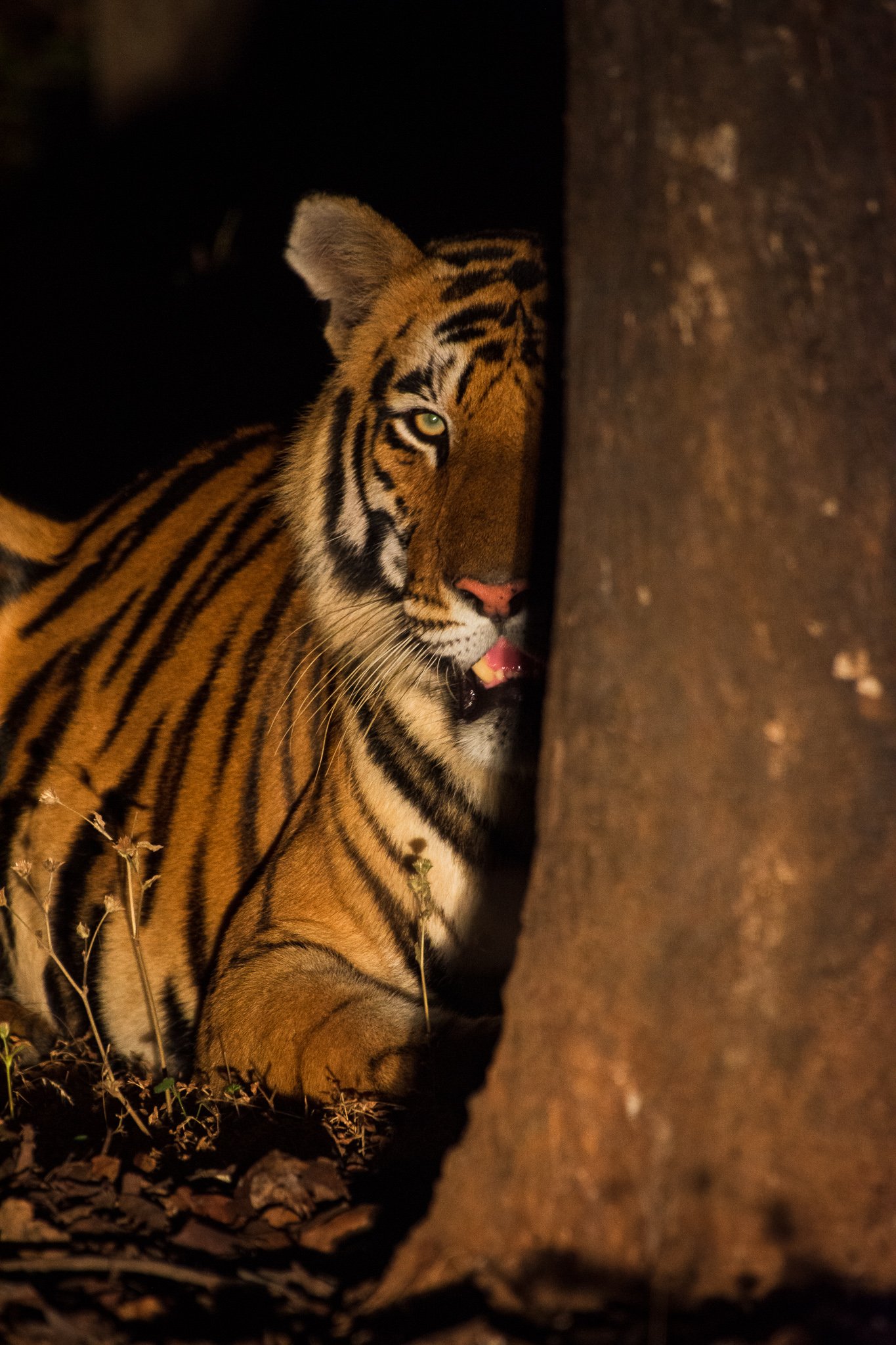 Photo Story: Peek-a-Boo (Story behind the Image) 1 7DS 4966