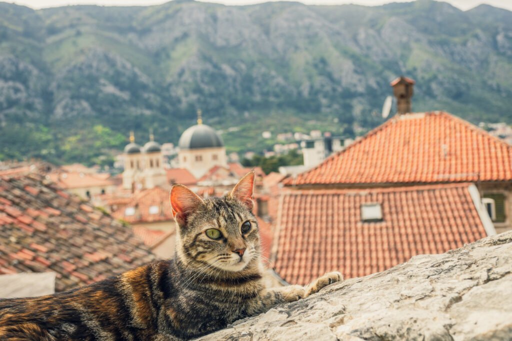 10 Free Things to Do in Kotor, Montenegro (Budget Travel Guide) 6 DSC0872